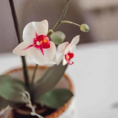 Lägenhet Papa 1f - Papa Oporto